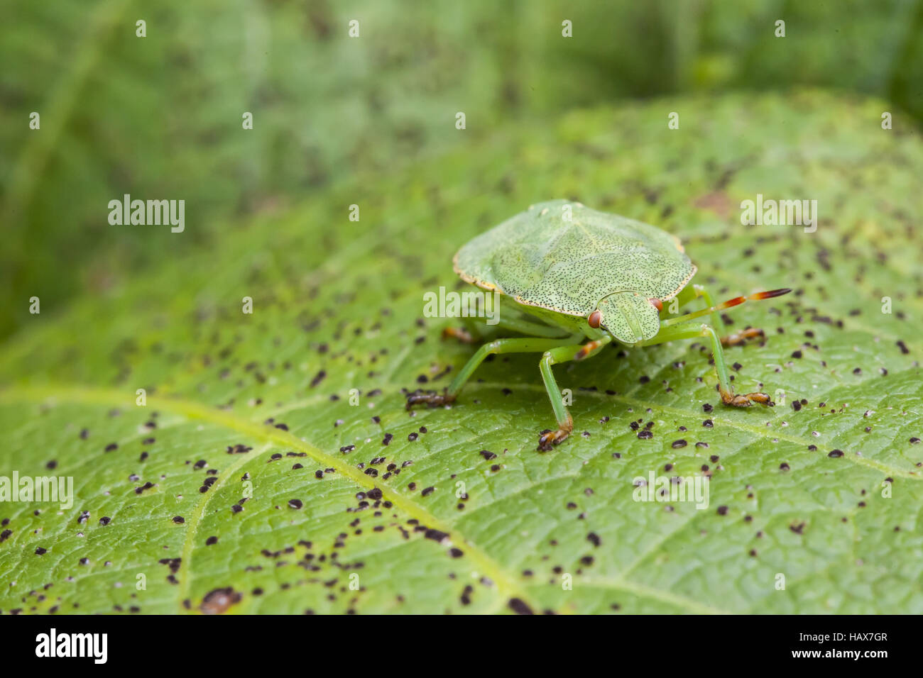 Small insects on leaf Stock Photo - Alamy