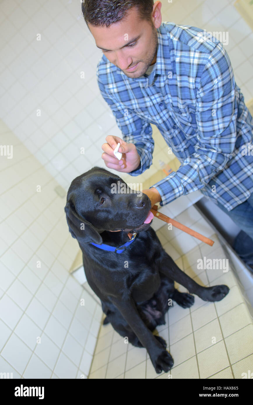 vet treating dog Stock Photo
