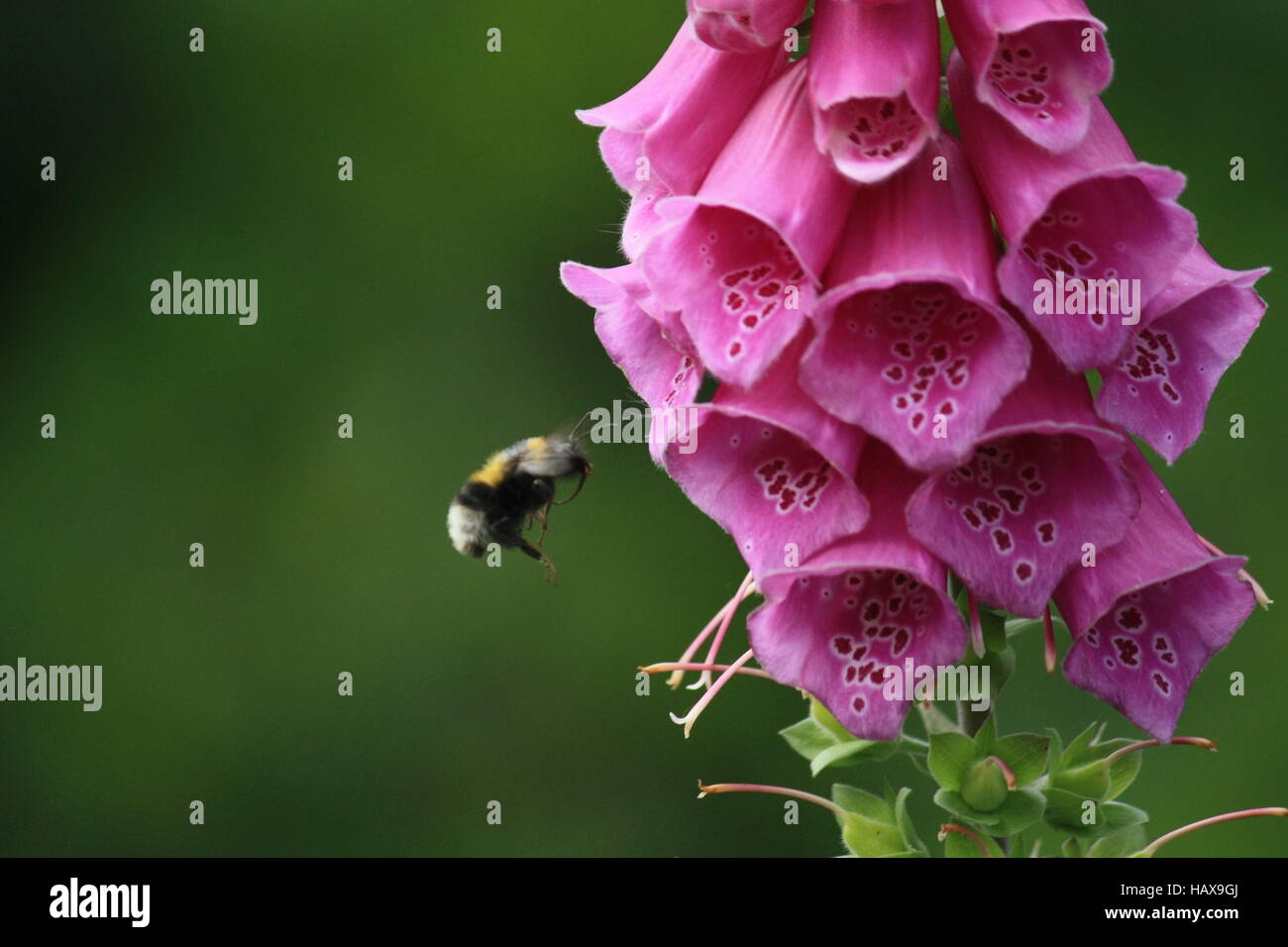 Thimble with Hummel Stock Photo Alamy