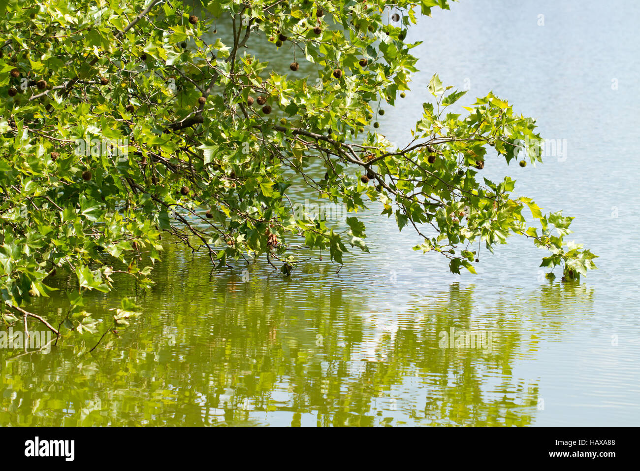 Lietzensee 013. Germany Stock Photo