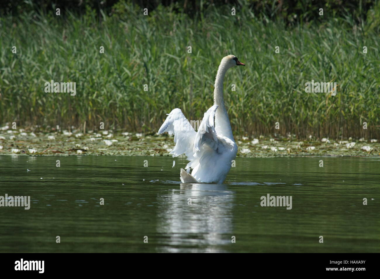 Swan flapping on the water with its wings Stock Photo