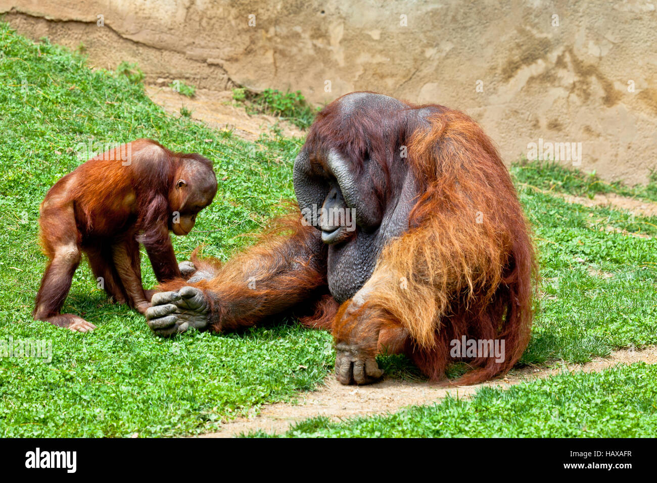 Orangutan of Borneo, Pongo Pygmaeus Stock Photo