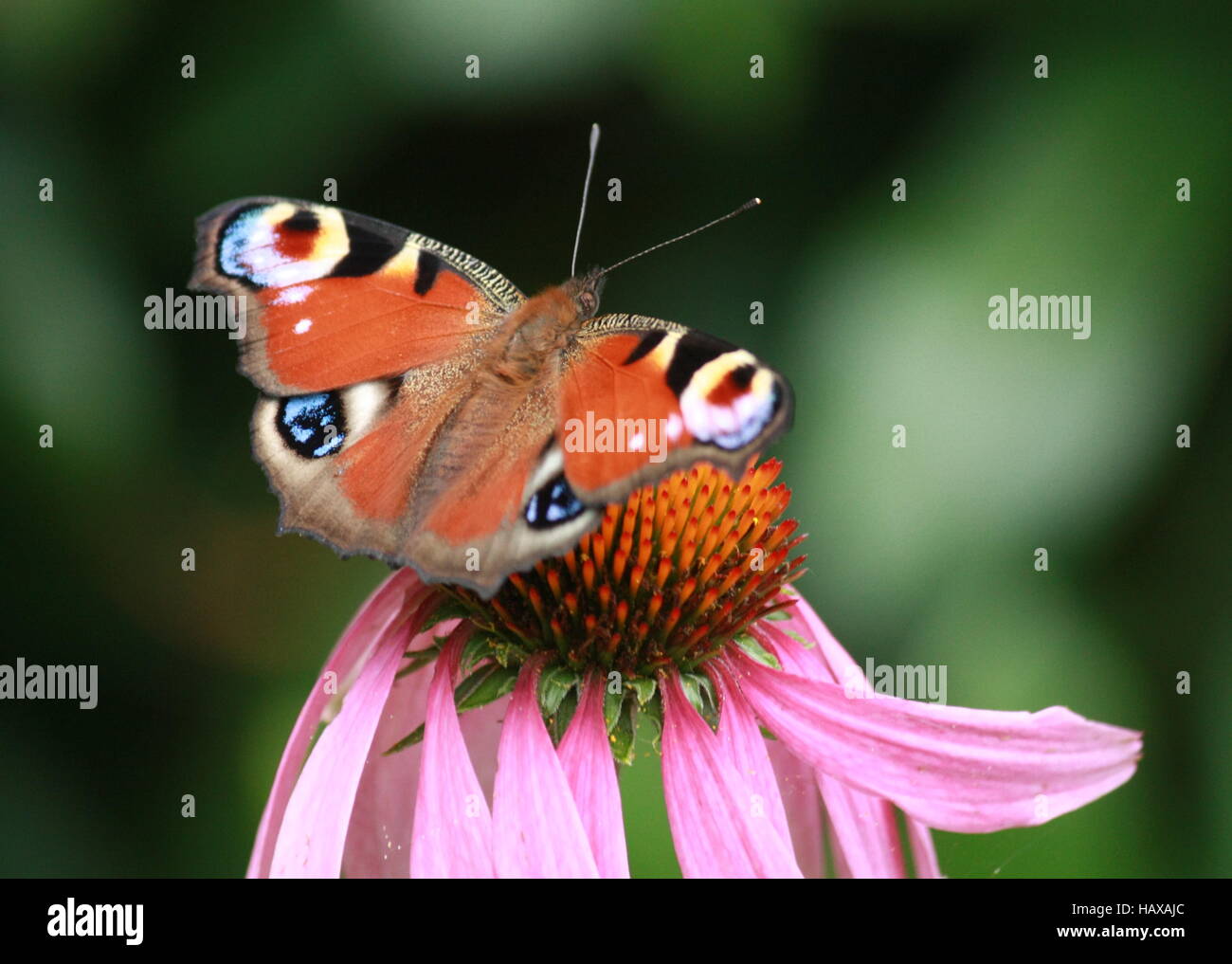 peacock butterfly on flower Stock Photo - Alamy