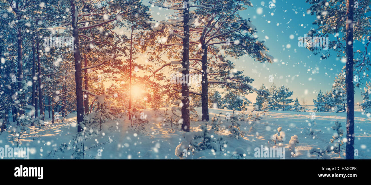 Pine trees covered with snow Stock Photo - Alamy