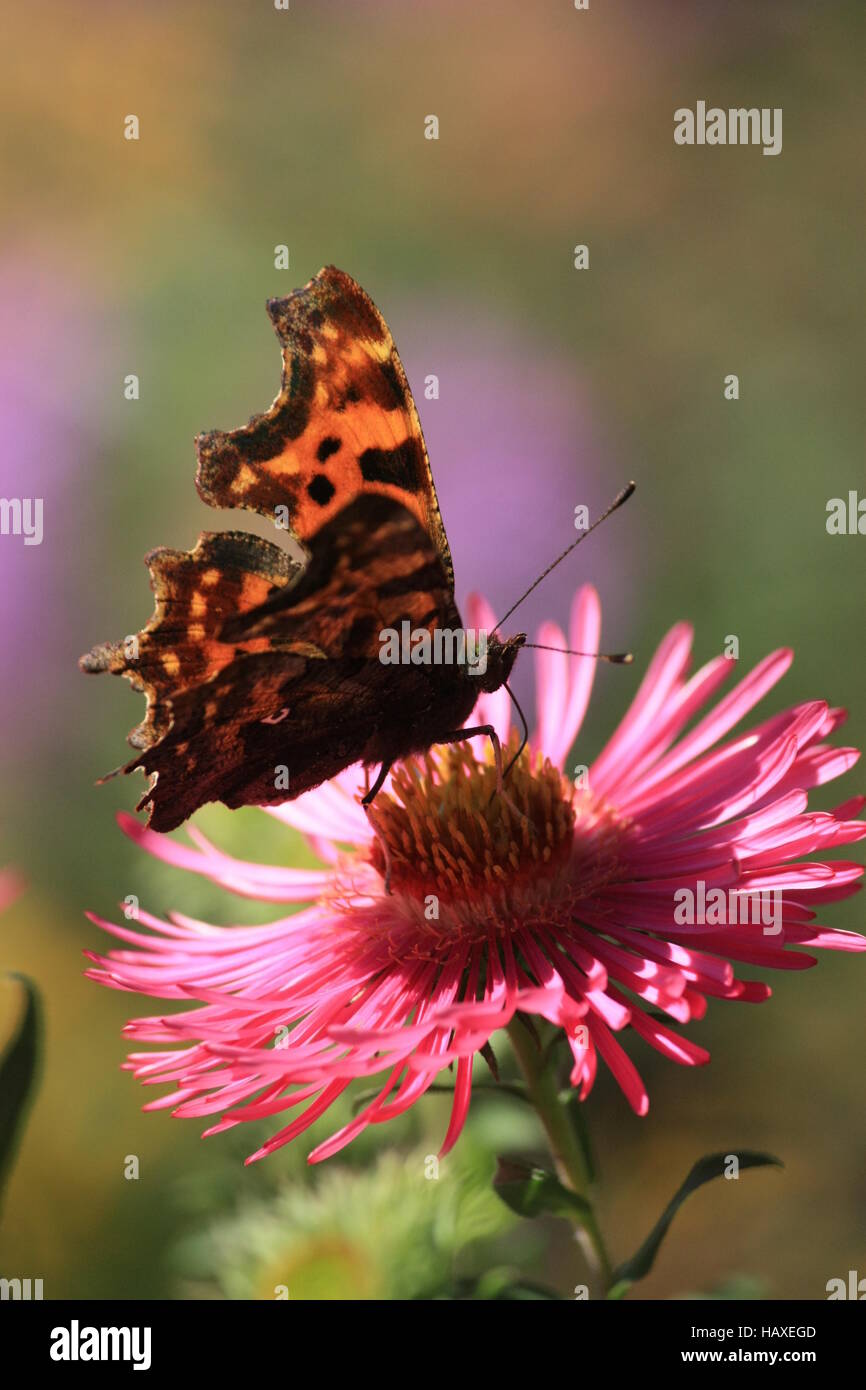 Butterfly, Comma on Aster Stock Photo