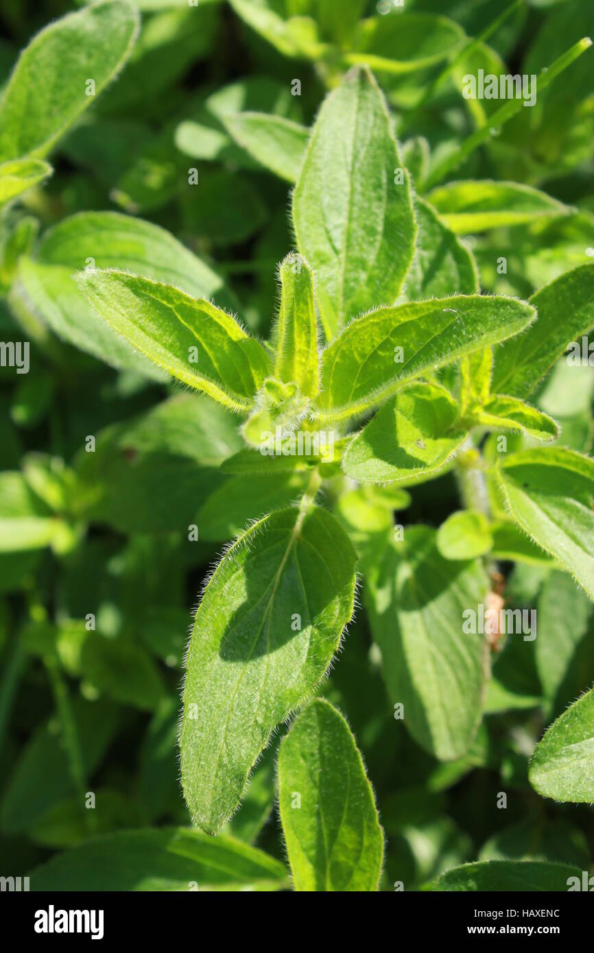 oregano, Culinary herb Stock Photo Alamy