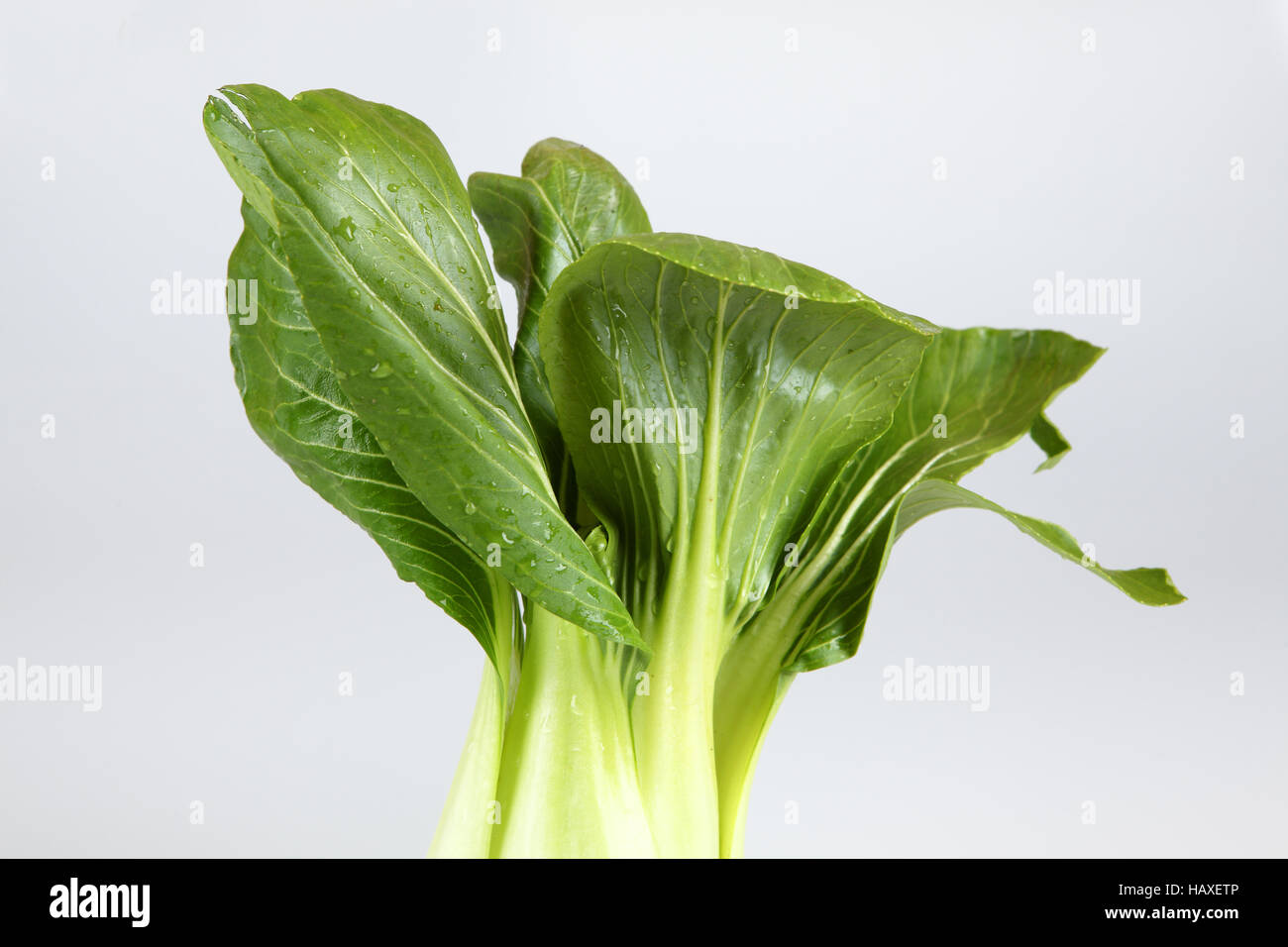 Pak Choi Stock Photo