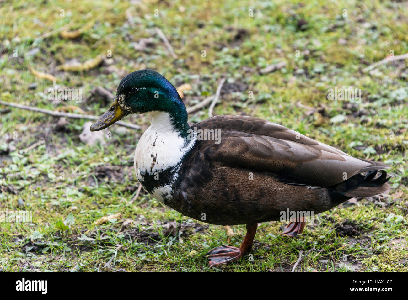 A muddy male mallard hybrid duck (Anas platyrhynchos) walking along