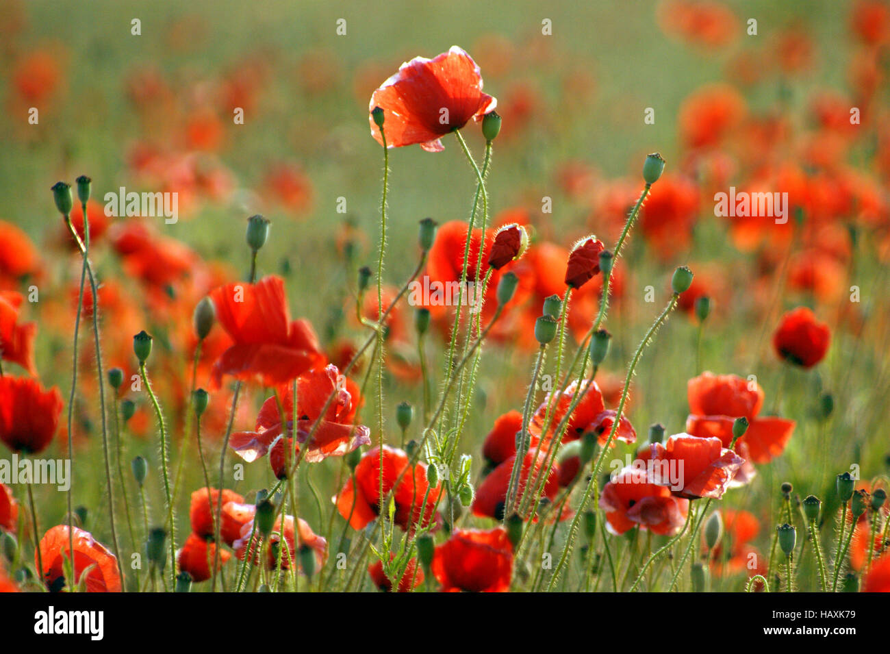 poppy Stock Photo - Alamy