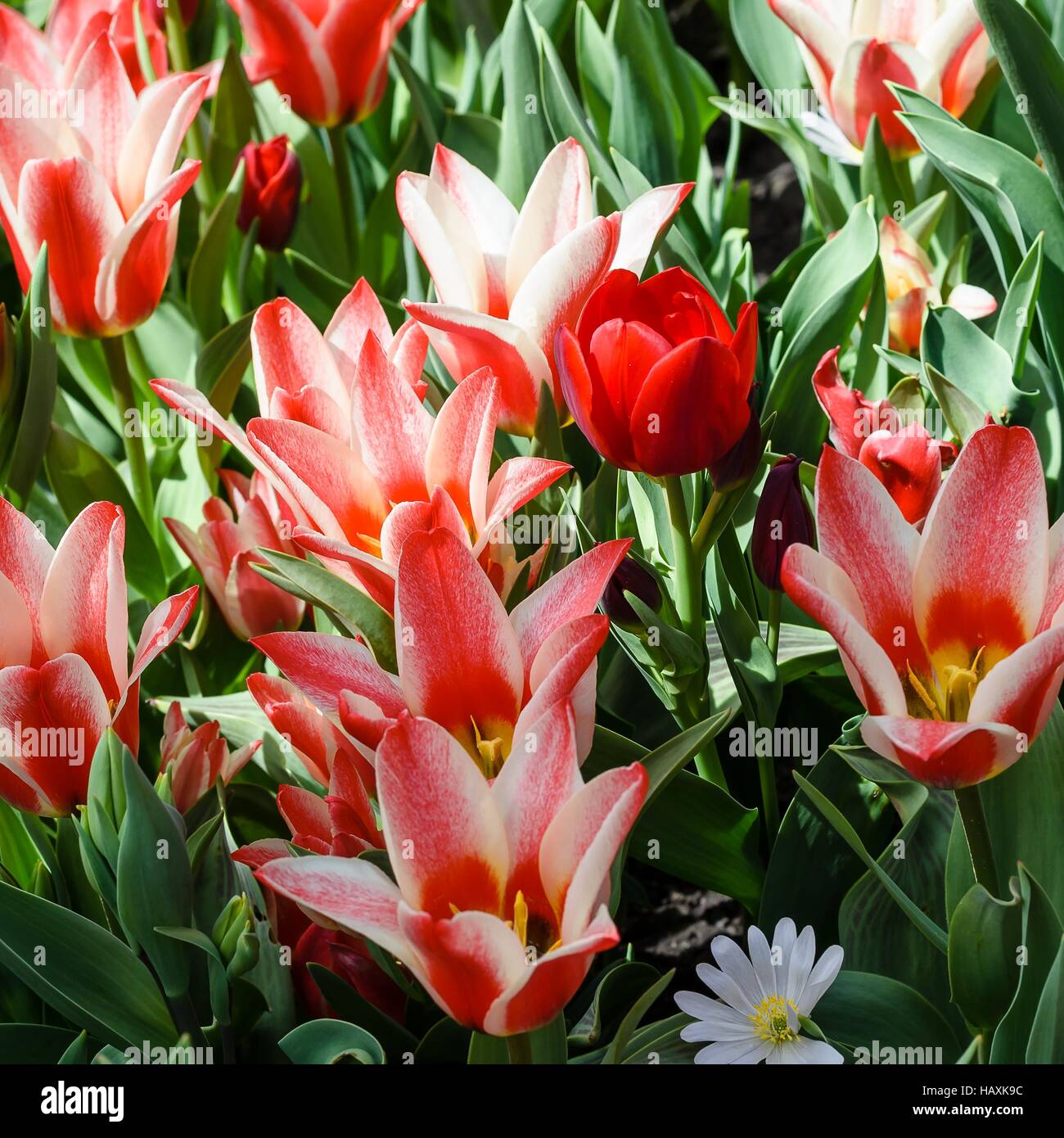 Rotweisse Tulpen Stock Photo