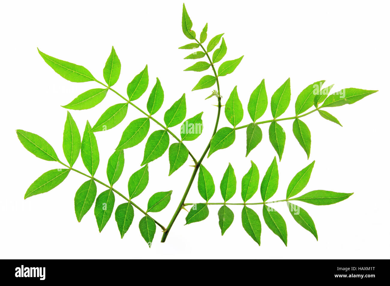 Szechuan pepper (Zanthoxylum piperitum) Stock Photo