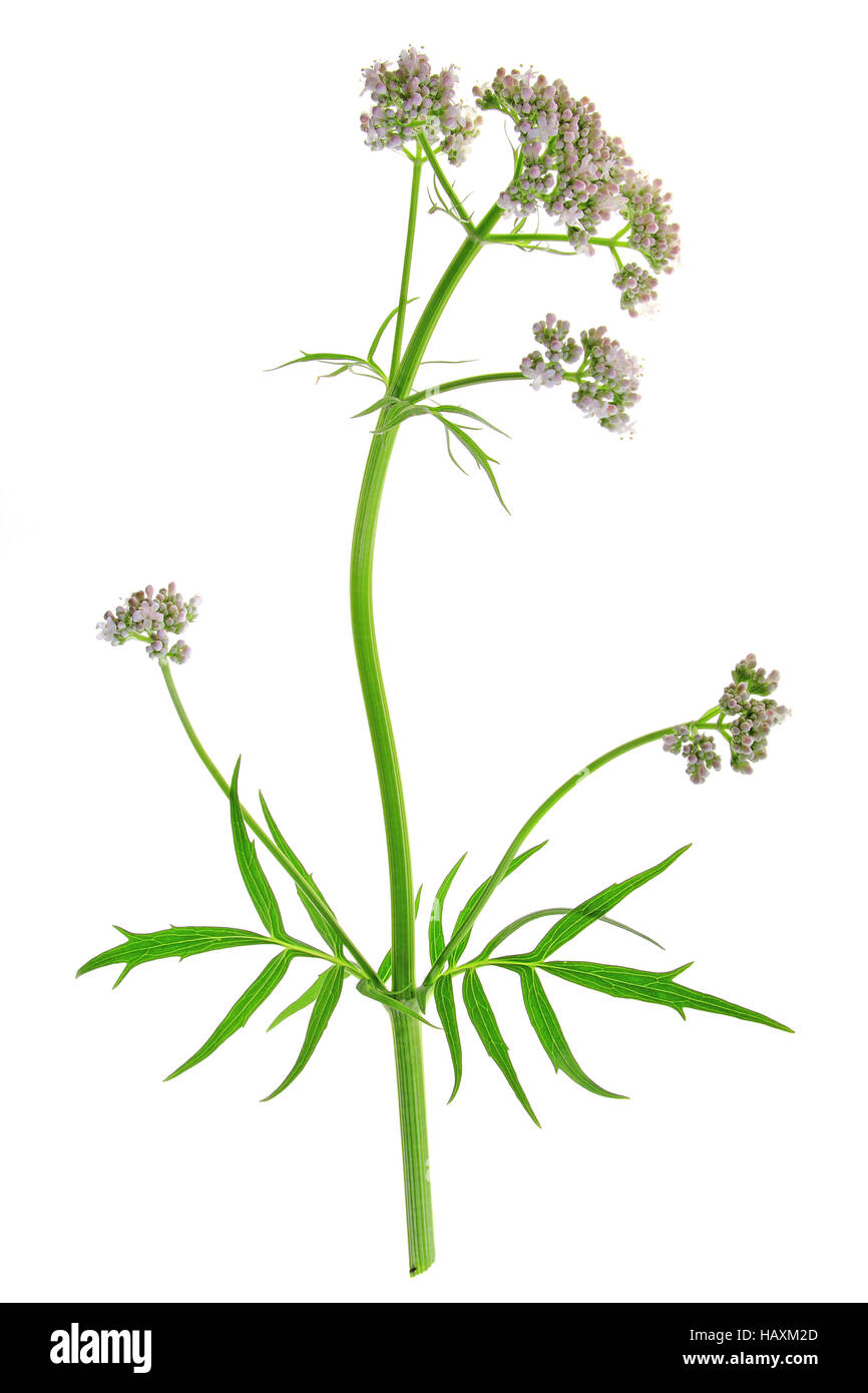 Valerian (Valeriana officinalis) Stock Photo