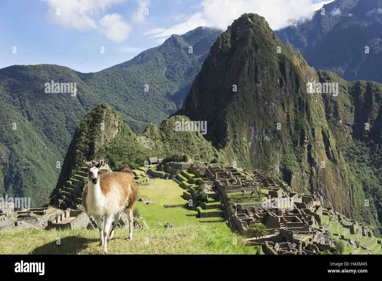 Llama, Machu Picchu Stock Photo
