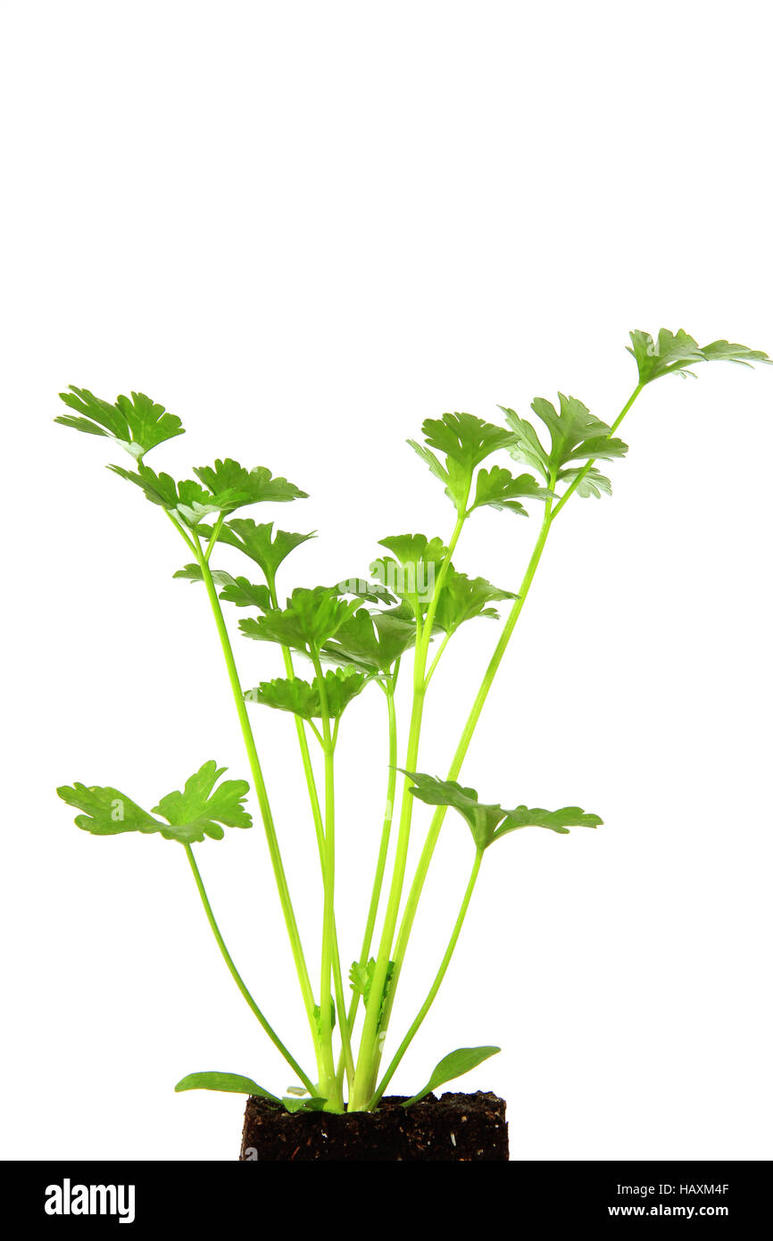 100 Aromatic seeds to sow - The Attic of Plenty - CÉLERI Rave - Apium