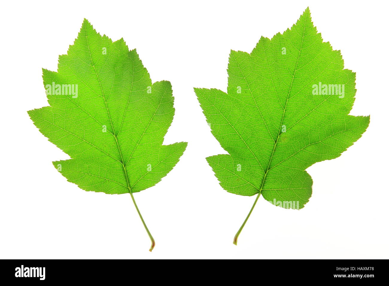 Wild Service Tree (Sorbus torminalis) Stock Photo