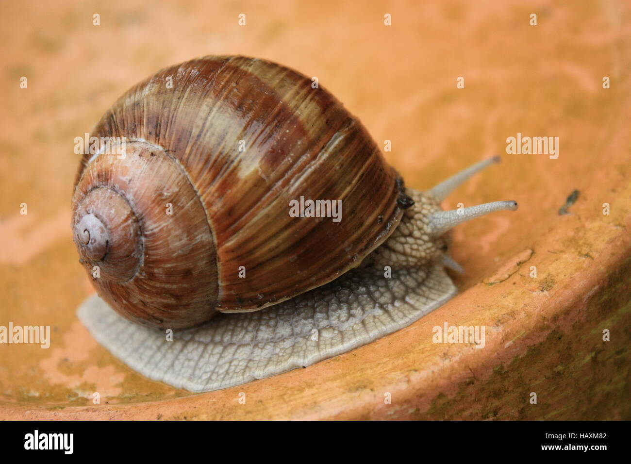 snail with big house Stock Photo