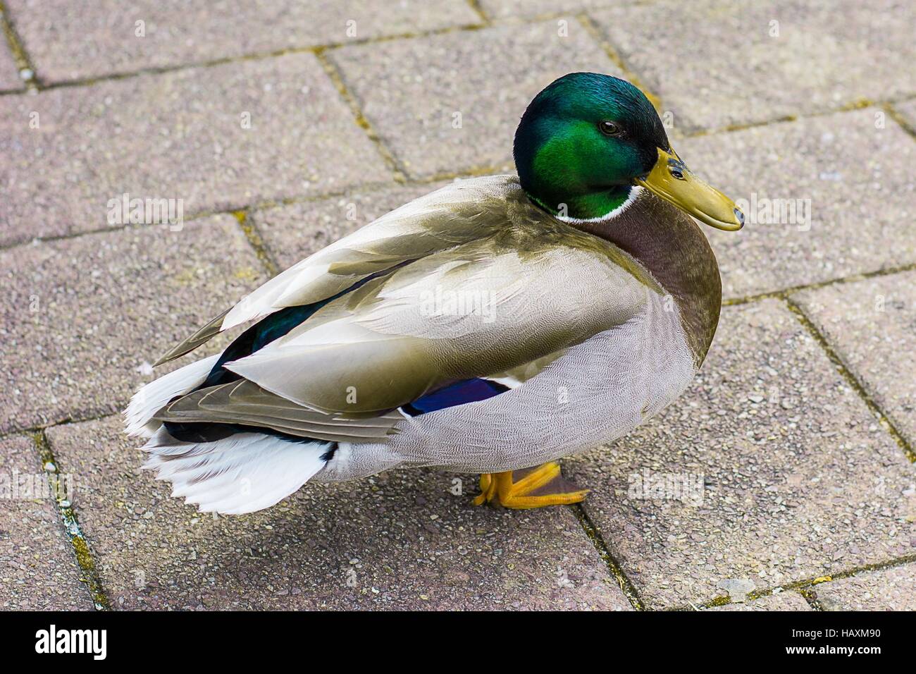 Ente auf dem Gehsteig Stock Photo