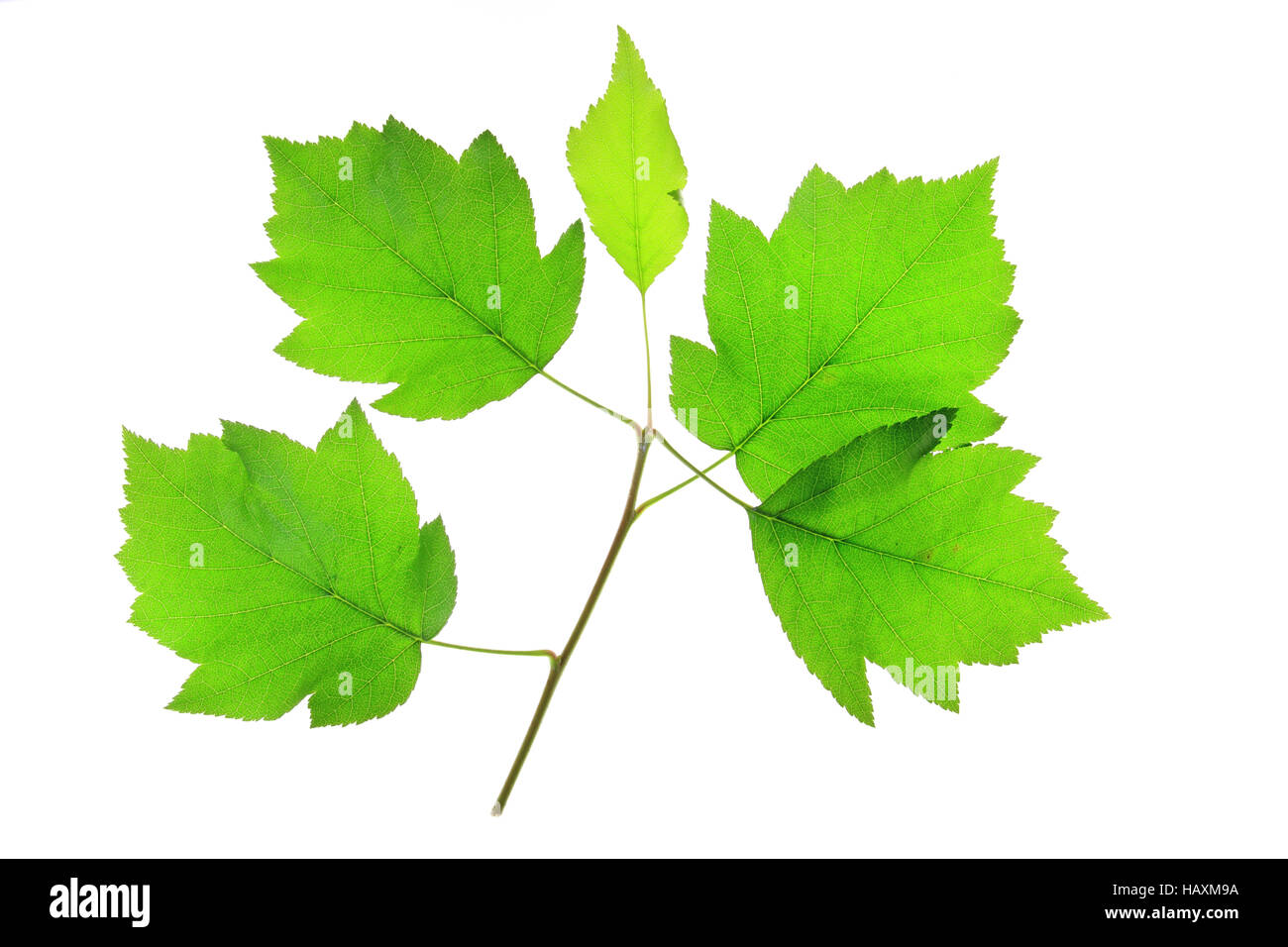 Wild Service Tree (Sorbus torminalis Stock Photo - Alamy