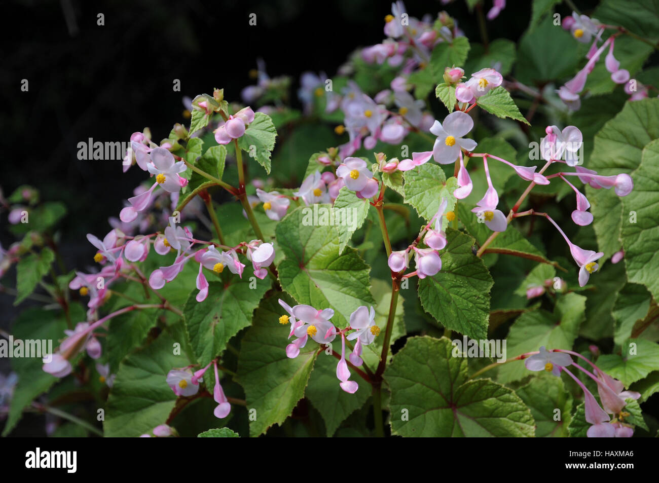 Chinese begonia hi-res stock photography and images - Alamy