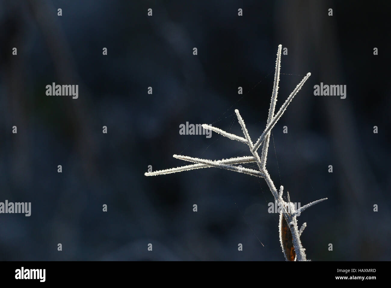 Winter frost background Stock Photo - Alamy