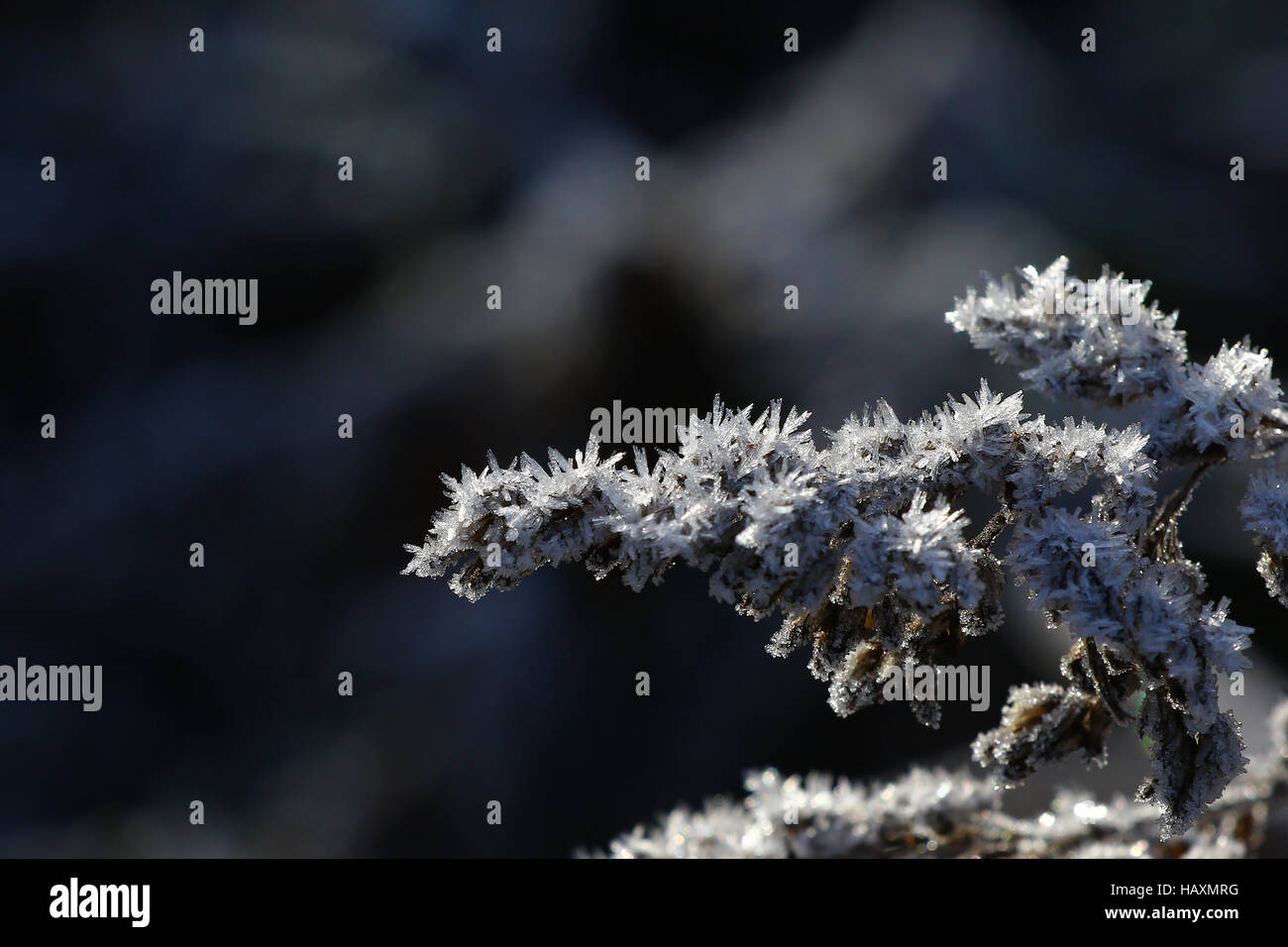 Winter frost background Stock Photo