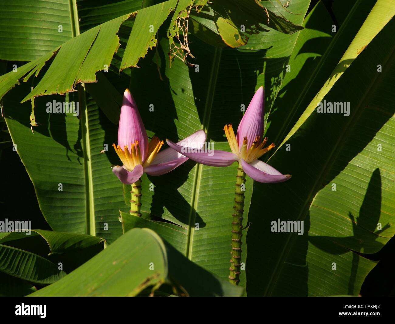 Pink banana flowers. musa ornata Stock Photo