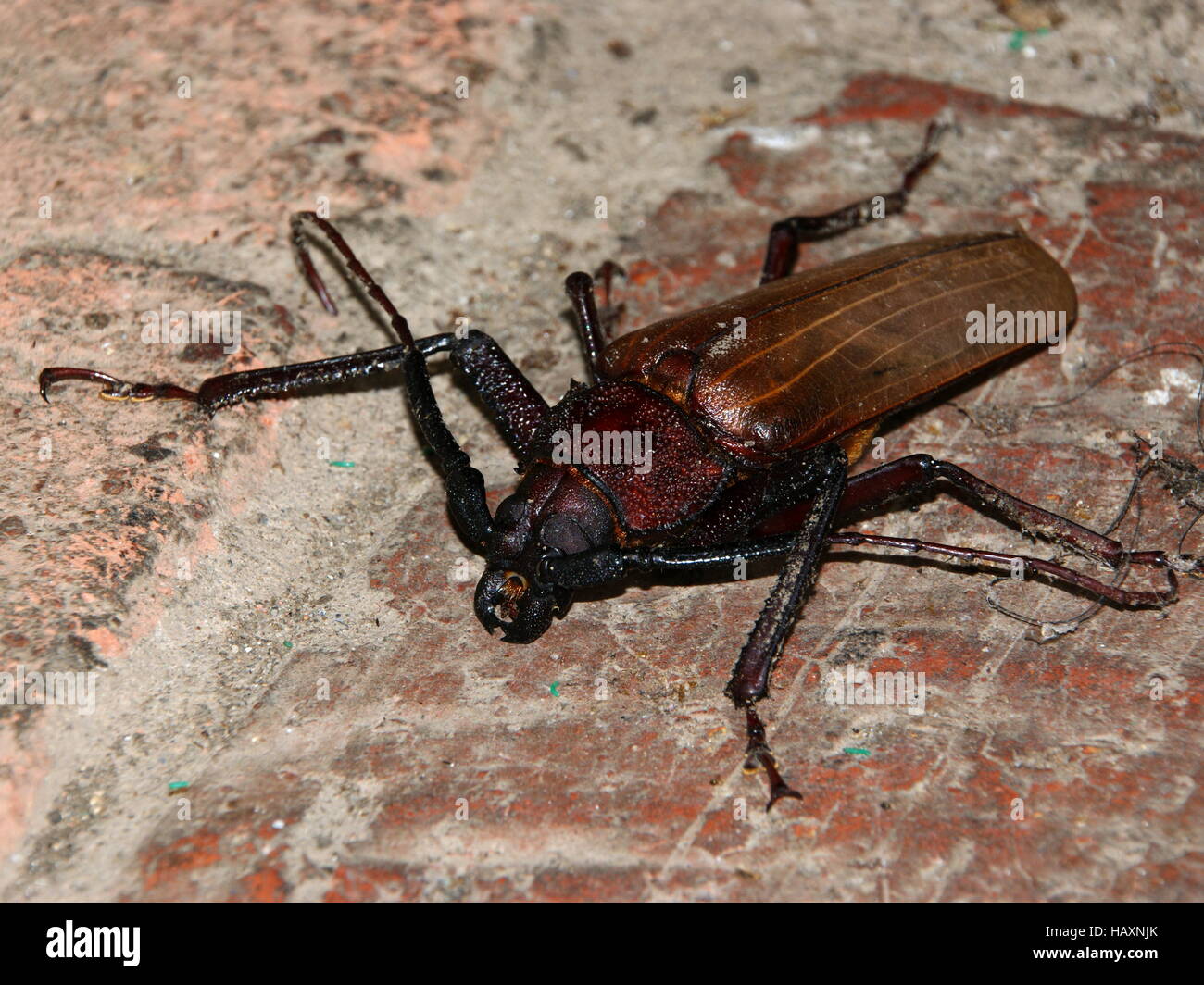 Kinabalu park hires stock photography and images Alamy