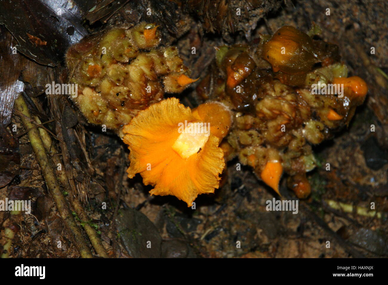 Hellenia globosus, Zingiberales, rainforest Mount Kinabalu. Kinabalu Park, Sabah, Borneo, Malaysia, Asia Stock Photo