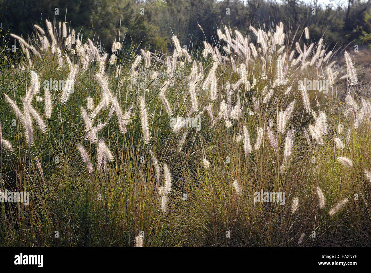 Fluffy Spikelets Of Grass On The Sand In Israel Stock Photo Alamy fluffy-spikelets-of-grass-on-the-sand-in-israel-stock-photo-alamy