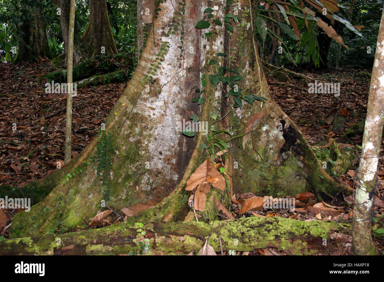 Giant Dipterocarpaceae trees in the rainforest of Mount Kinabalu, Borneo, Malaysia. Stock Photo