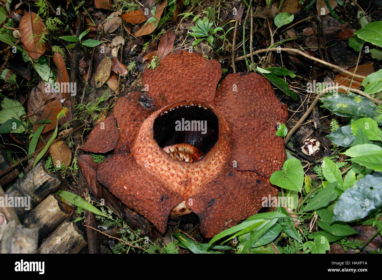 Rafflesia keithii.  Kinabalu Park, Sabah, Borneo, Malaysia, Southeast Asia. Stock Photo