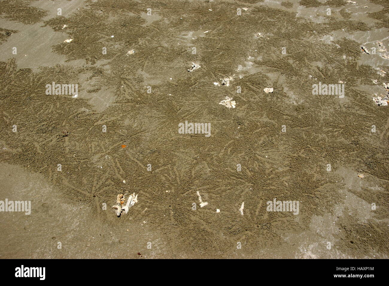 Crab Ball Crop Circles. Sabah, Borneo, Malaysia, Southeast Asia. South China Sea Stock Photo