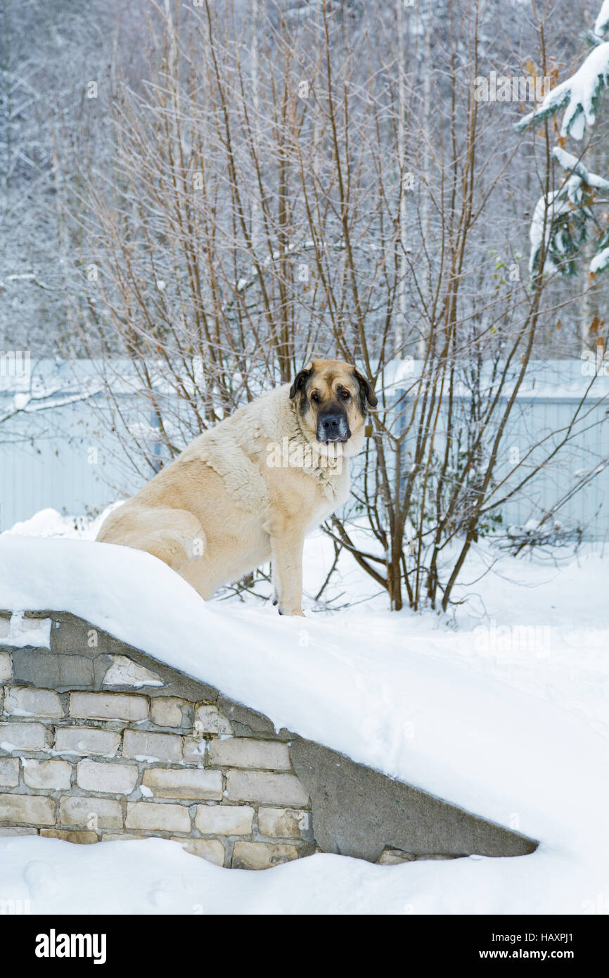big dog sitting in the snow among the snowdrifts Stock Photo - Alamy