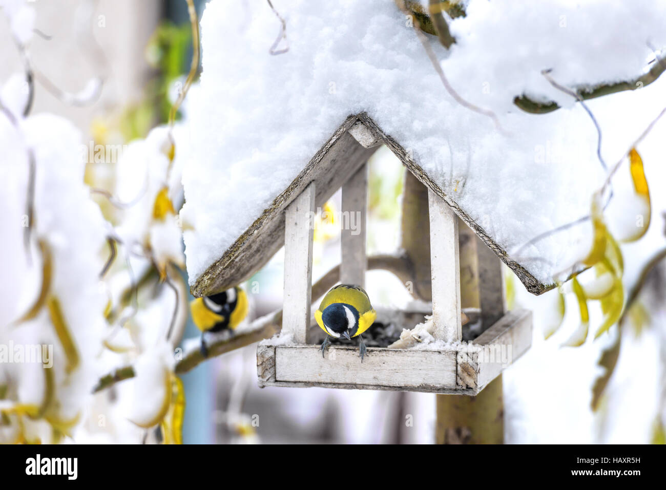 small bird on feedbox close up Stock Photo