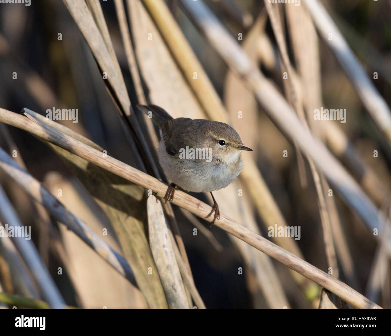 Siberian Chiffchaff, Phylloscopus collybita tristis, in a reed bed, at Llyn Coed-y-dinas, Stock Photo
