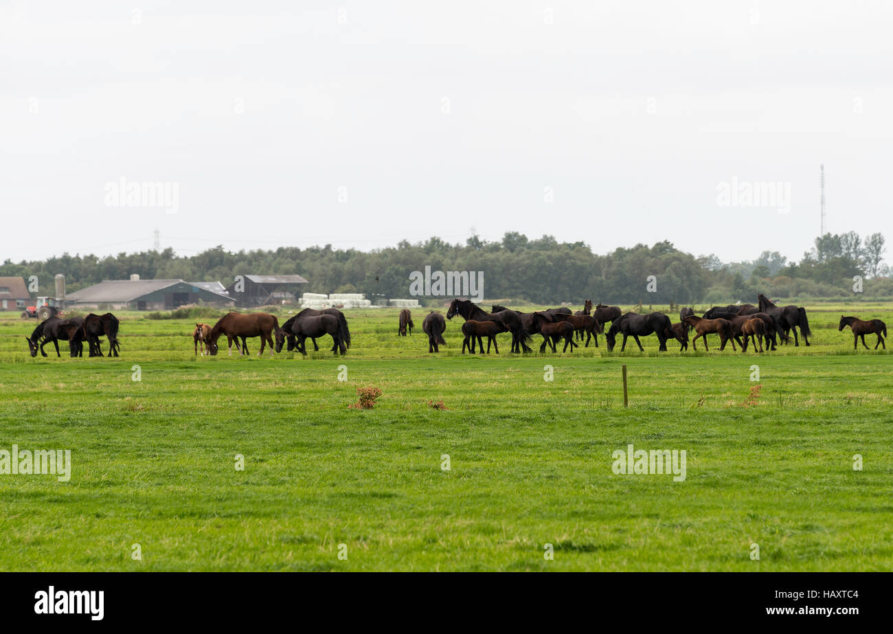 Group of brown horses in field in holland near a farm Stock Photo