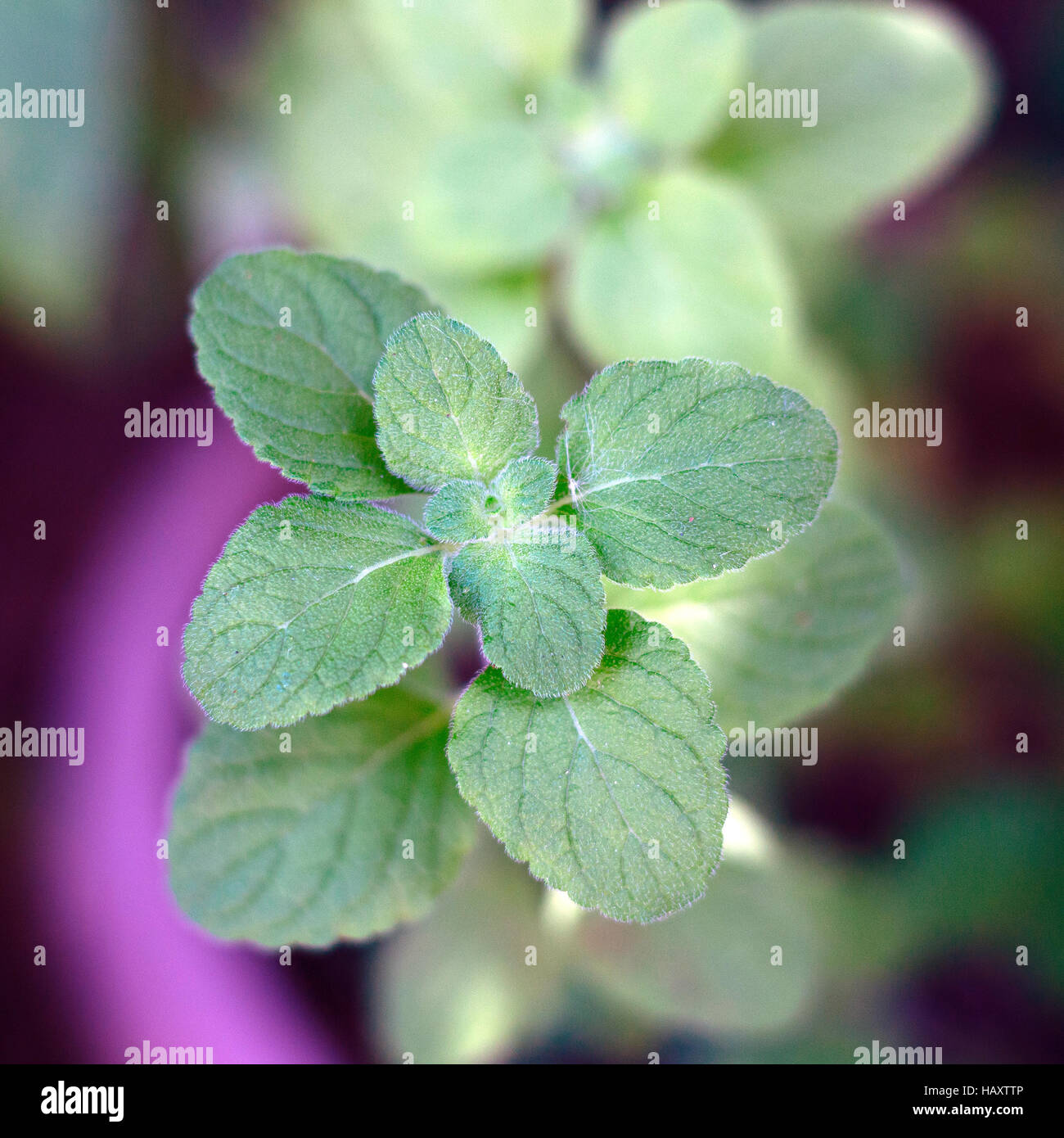 Spearmint hybrid with Peppermint closeup Stock Photo