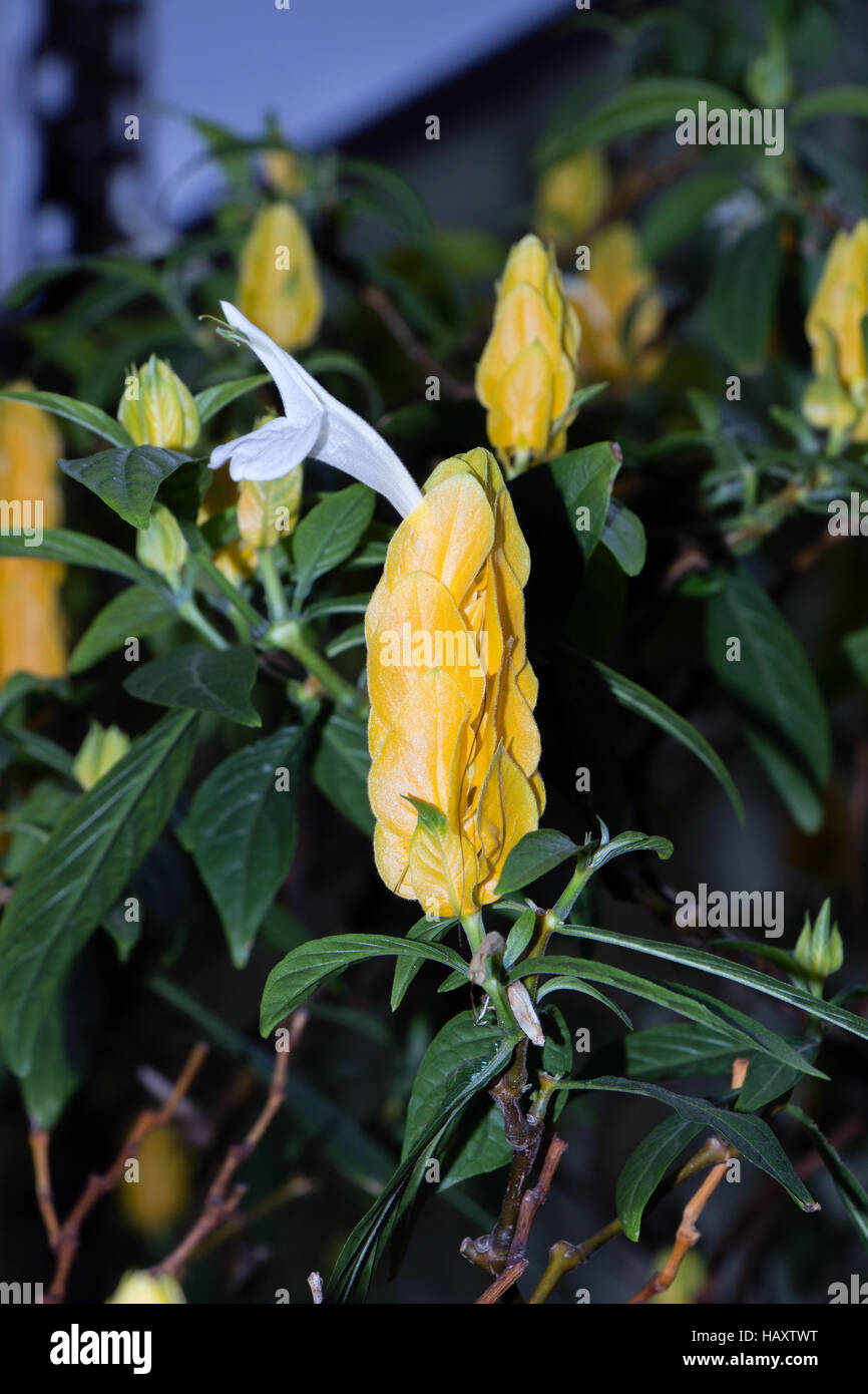 Lollipop plant or golden shrimp plant (Patchystachys lutea) closeup Stock Photo