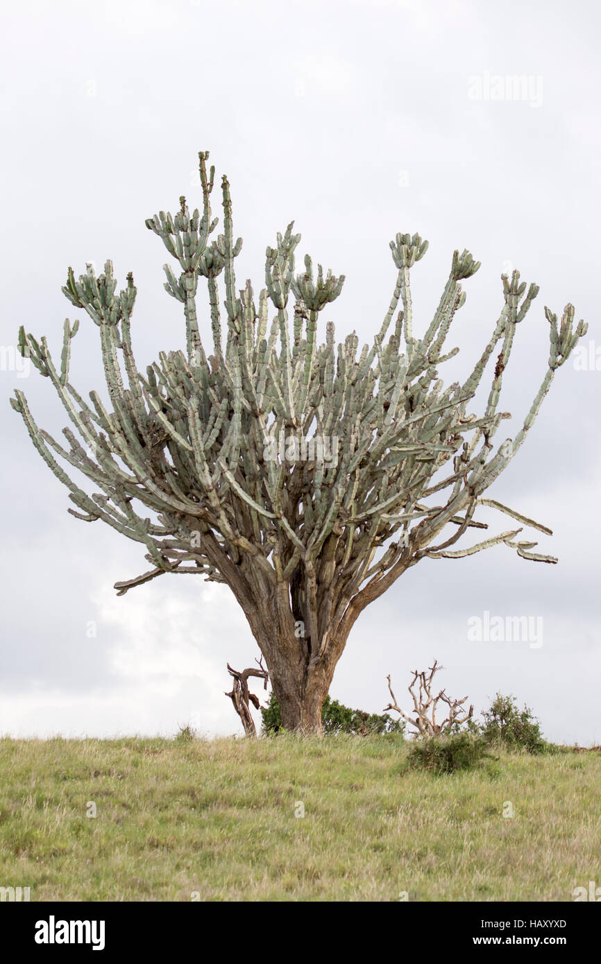 Candelabra tree in open grassland, Lewa Conservancy Kenya Africa Stock Photo