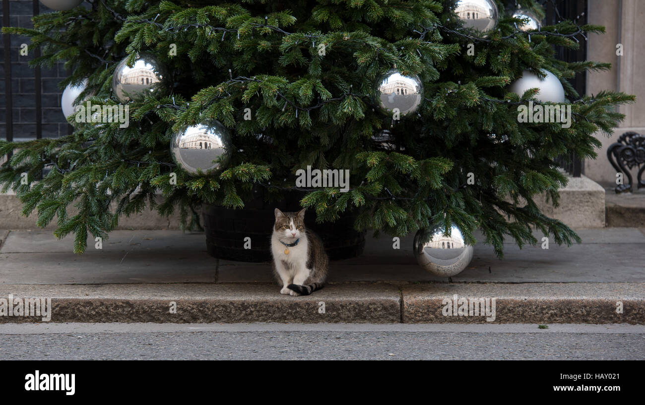 10 Downing Street Christmas tree and door decoration.  Larry the Downing Street cat guards the tree Stock Photo