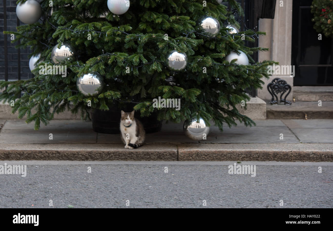 10 Downing Street Christmas tree and door decoration.  Larry the Downing Street cat guards the tree Stock Photo