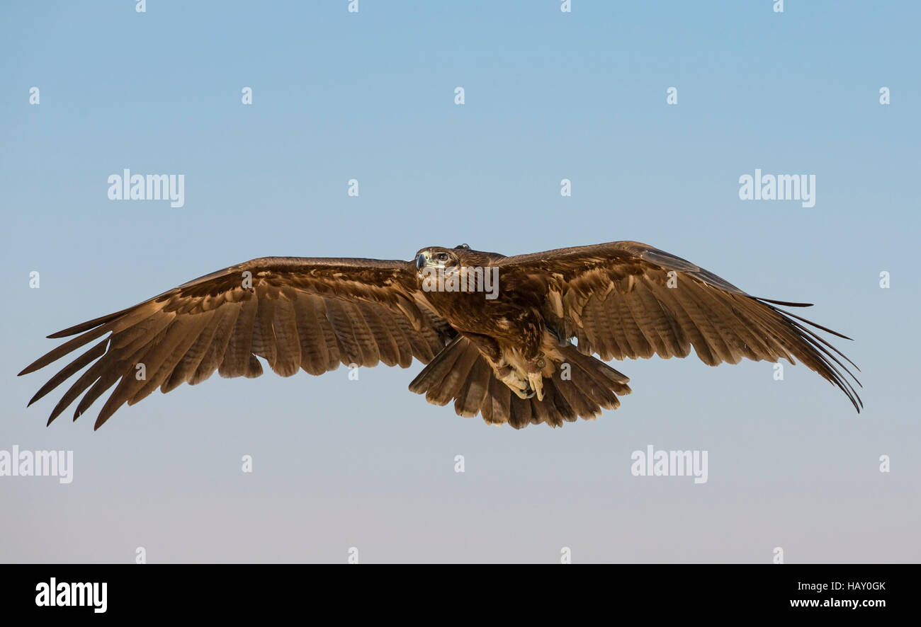 Greater Spotted Eagle (clanga clanga)flying in a desert near Dubai, UAE Stock Photo