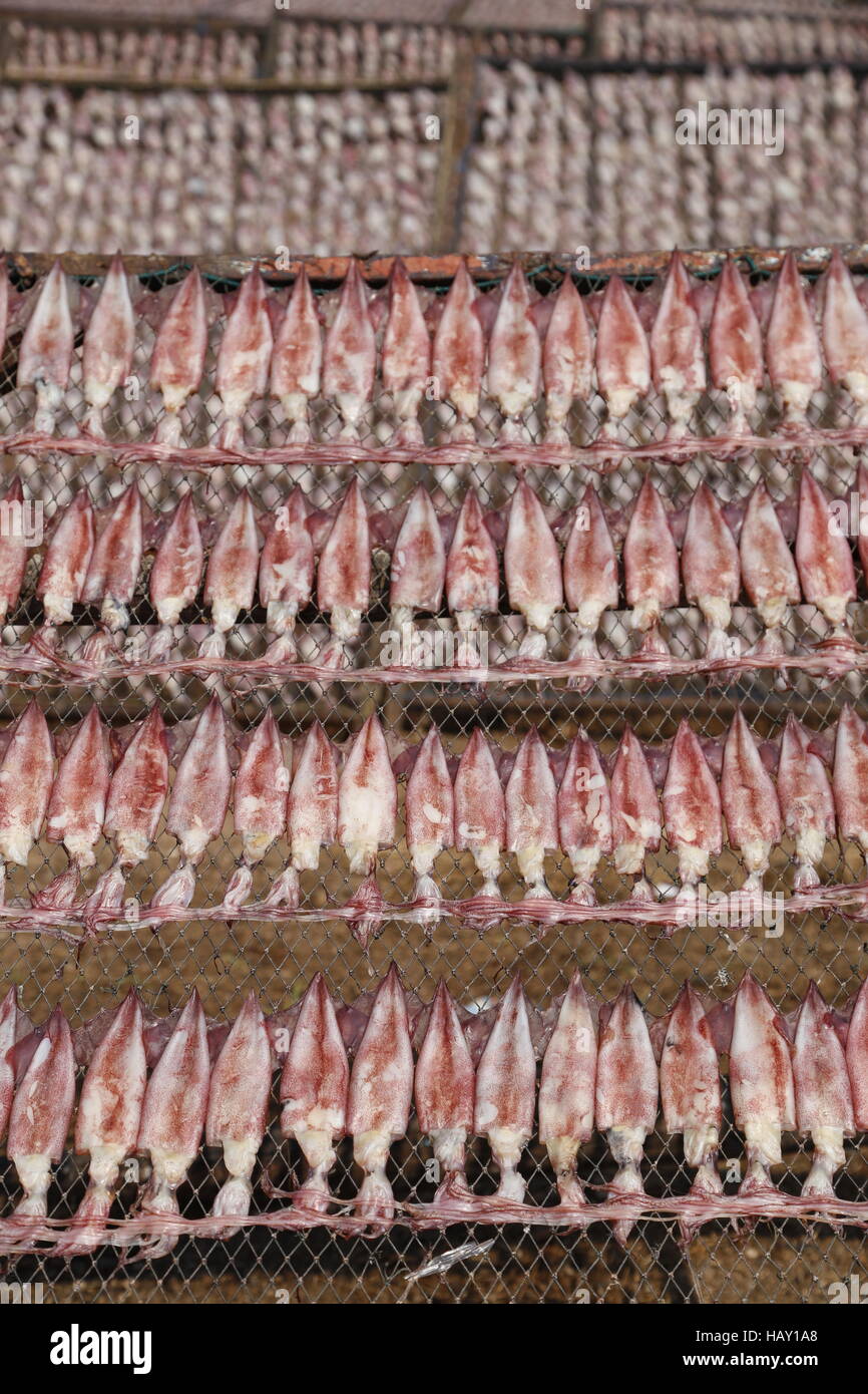 dry squid in row.Traditional squids drying in Grilled squid in Thailand