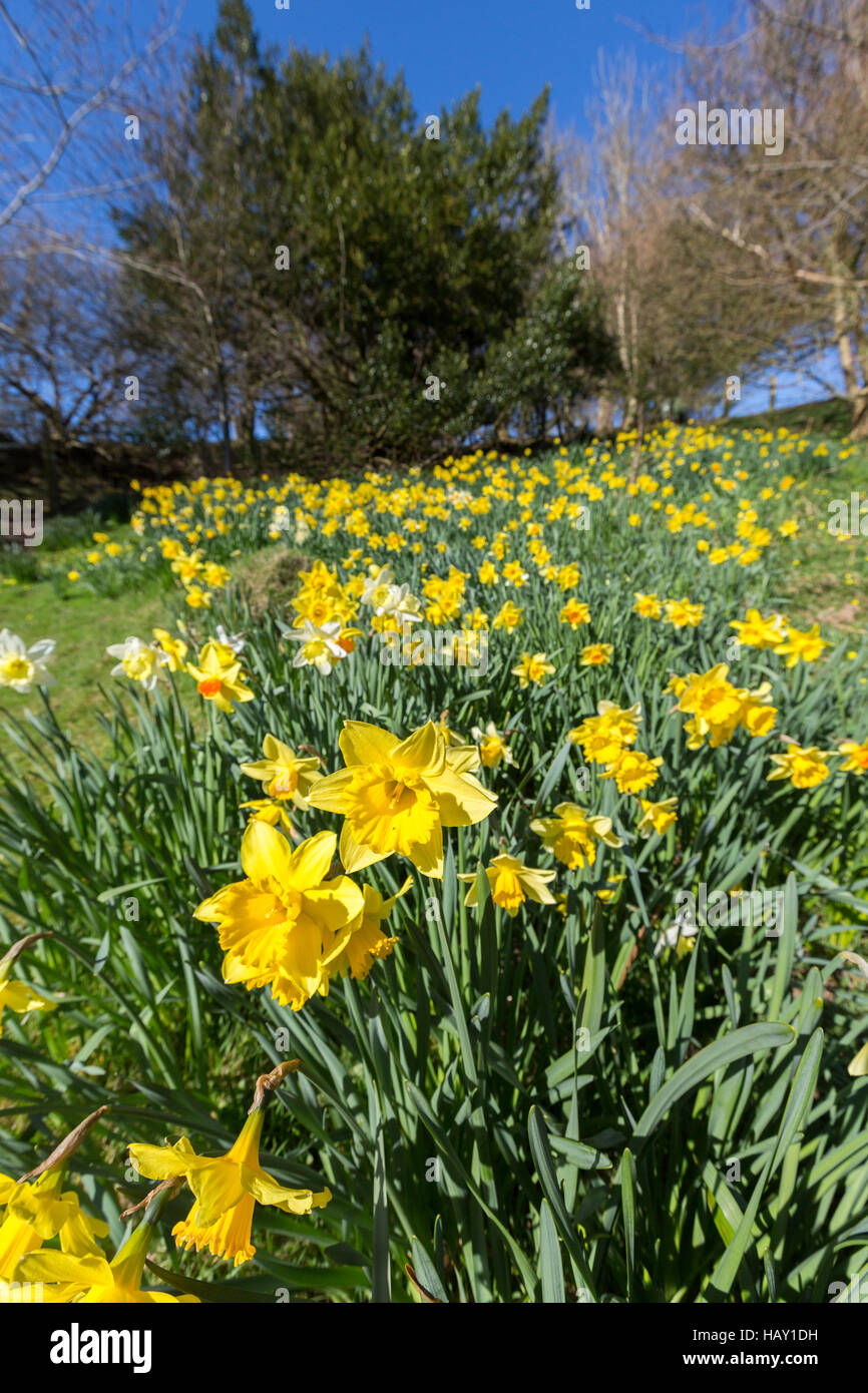 Daffodils, Patricio, Wales, UK Stock Photo Alamy