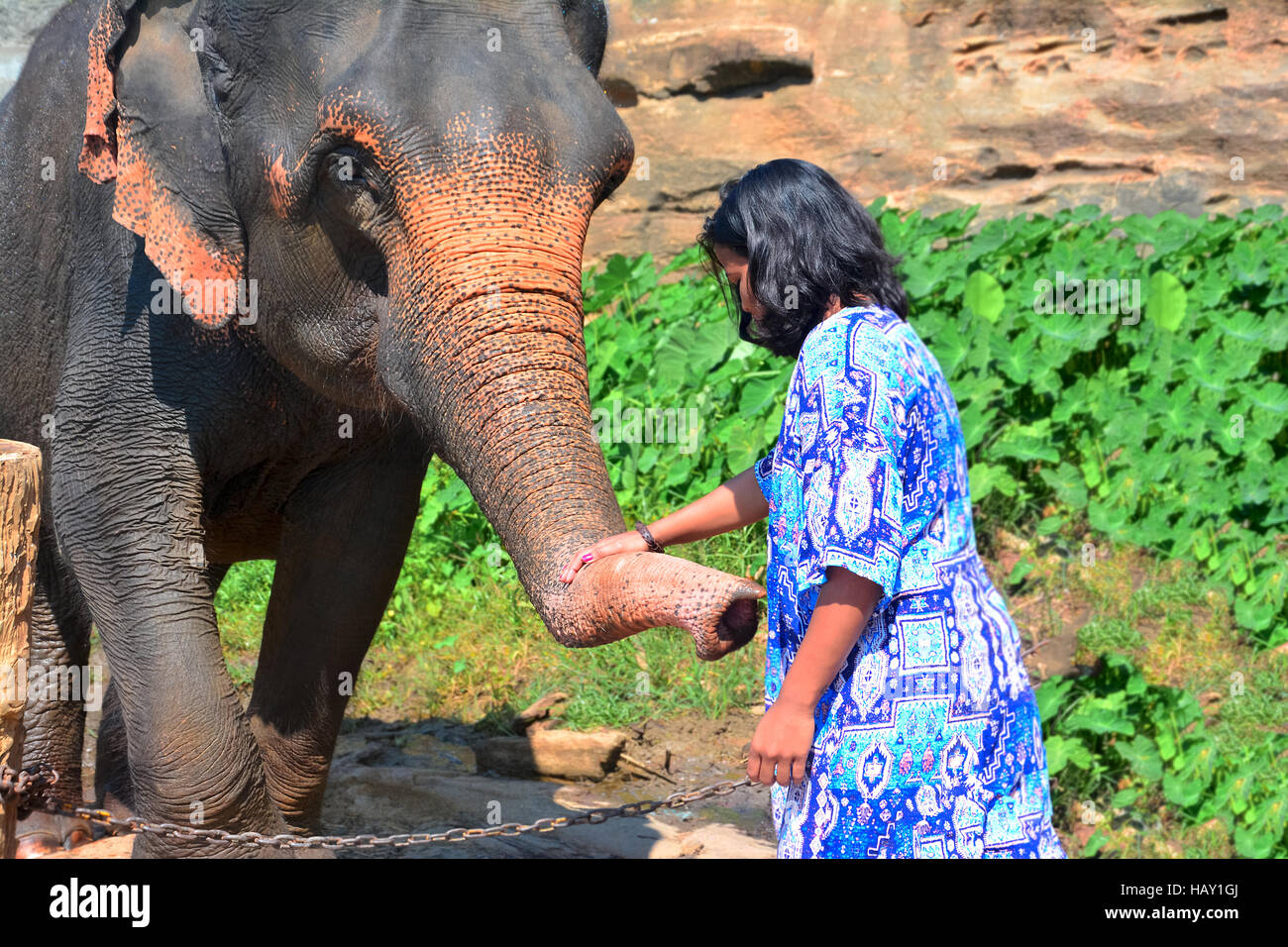 A Visitor to Pinnawala elephant orphanage is feeding an elephant Stock Photo