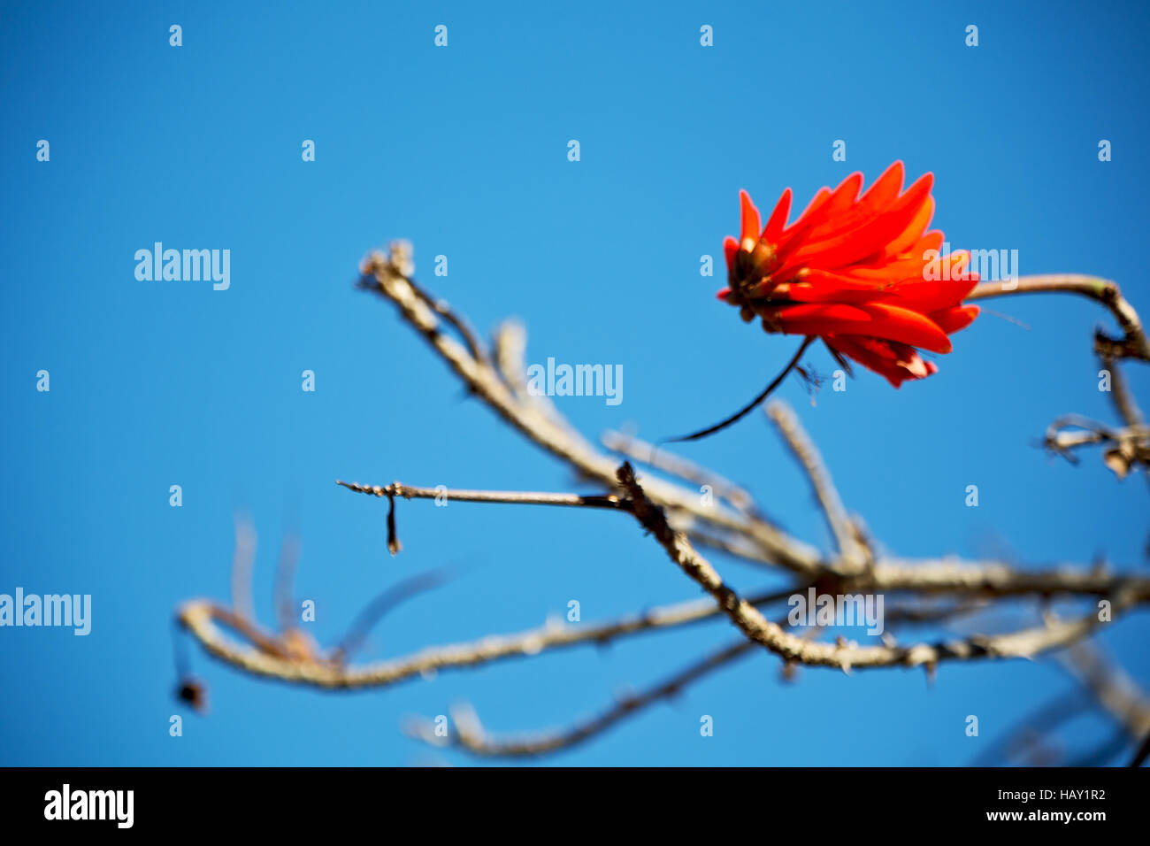 in south africa close up of erythrina lysistemon flower plant and clear sky Stock Photo