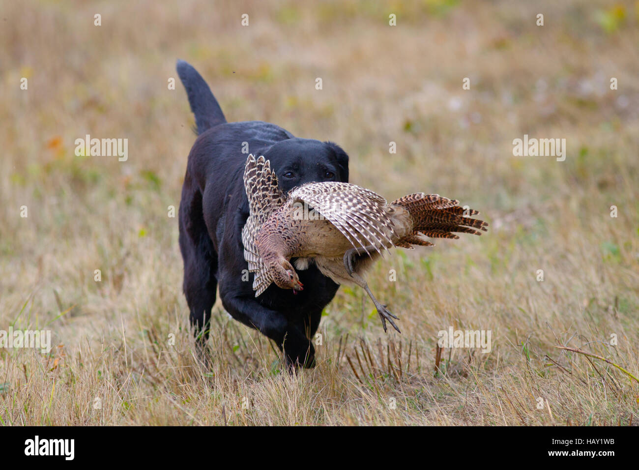 Black Labrador retrieving partridge on game shoot in Norfolk mid ...