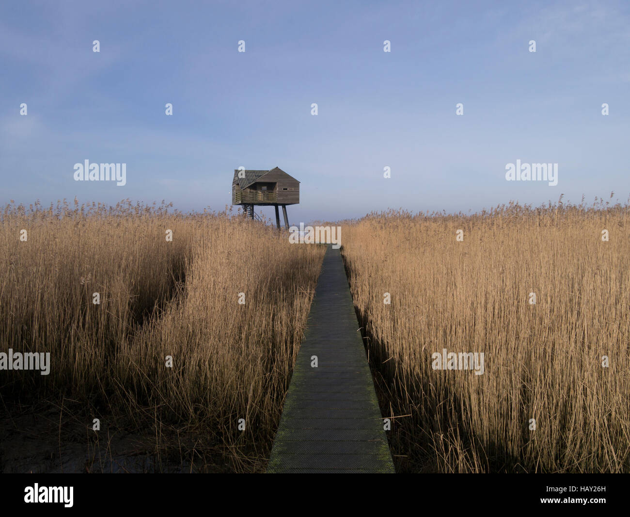 A wooden bird hide on stilts rises above reed beds and tidal mudflats on the fringes of the Wadden Sea, the Netherlands. Stock Photo