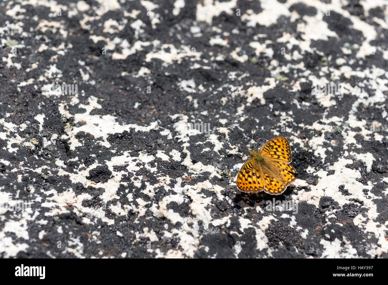Fritillary butterfly on a peak in Oregon's Wallowa Mountains. Stock Photo