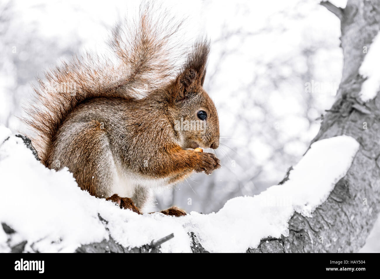 little red squirrel sitting on snowy tree trunk cracking nut on blurred